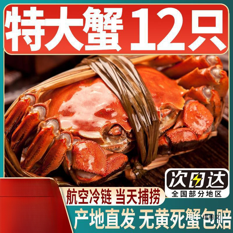 【活蟹】10只大闸蟹六月黄鲜活母蟹现货河蟹海鲜水产螃蟹礼盒