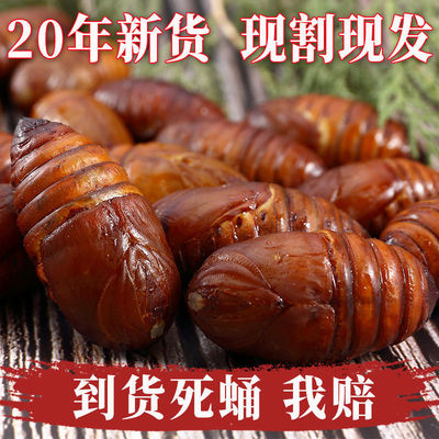 Northeast specialty Silkworm chrysalis fresh Cicada pupa Chrysalis 500g wild living thing chinese rhubarb One piece On behalf of