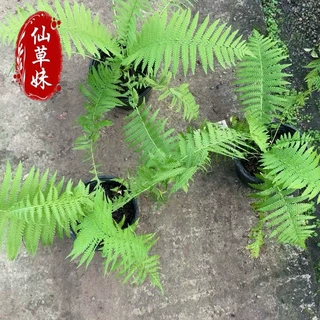 东北耐寒蕨类植物批发荚果蕨花苗盆栽耐荫鳞毛蕨庭院花镜植物盆景