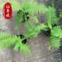 东北庭院植物盆栽花苗
