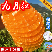 宜昌九月红橙秭归脐橙斤整箱当季新鲜甜橙子果冻橙柑橘大中水果