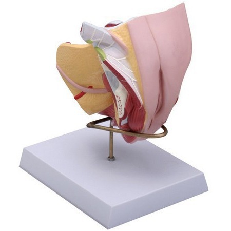 ���� Ů��ֳ����ϵͳģ�Ϳɲ�4���� �ƻ�����ģ��ģ��