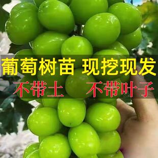 ꖹ�õ��t��ʯ�ĺ����ј����ϱ���ͥԺ�̨����