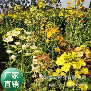 ���l�ﲥ�^�p�Ͳ����Ͳ˻��N��  �Ͳ˻���ʮ�ֻ��ơ�ܿ޷�ٶ�����