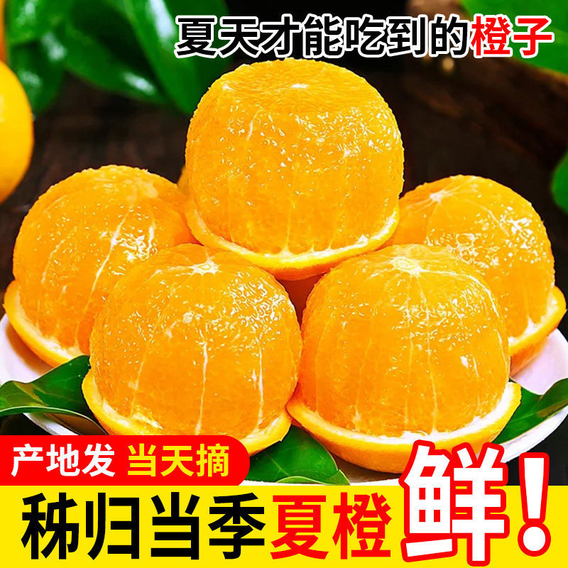 Authentic Zigu Orange for Summer, Fresh Oranges from Zigu, Seasonal Fruit, Easy-To-Peel Oranges, Jelly Sweet Oranges, Special for Juicing, Free Shipping Authentic Zigu Orange for Summer, Fresh Oranges from Zigu, Seasonal Fruit, Easy-To-Peel Oranges, Jelly Sweet Oranges, Special for Juicing, Free Shipping