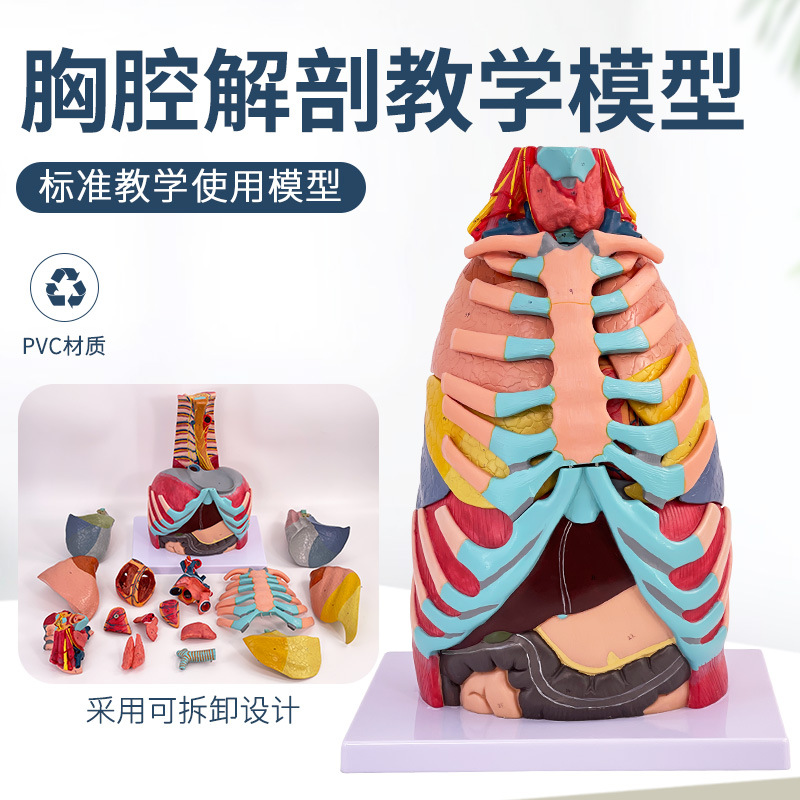 ��ǻ����ģ�� �����Ǽ���ͼ��������֧�������ζ�����Ѫ����