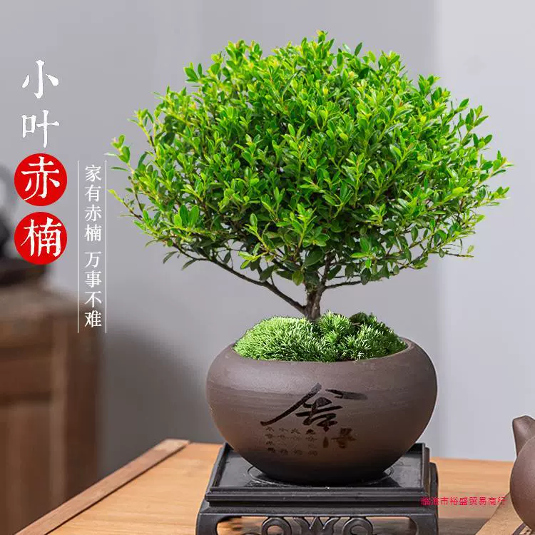 厂家直发小叶赤楠老桩盆栽迷你植物花卉办公室内桌面小绿植好养四