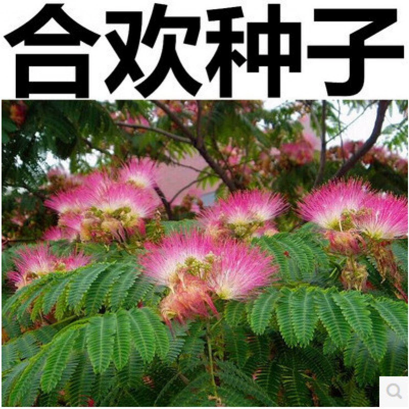 Новые собранные семена акации Семена дерева акации Сафлор Акация горная семена акации Акация Leucaena