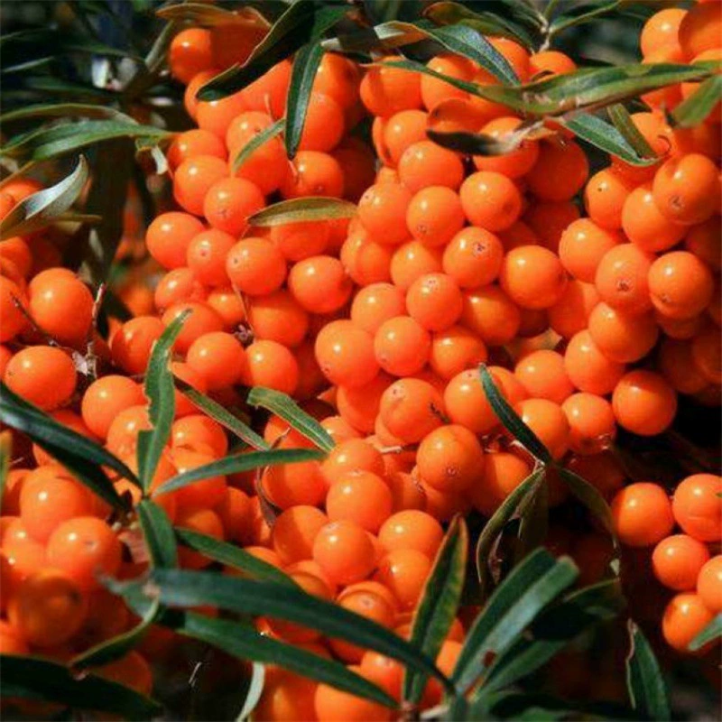 Большие фрукты Облепиха Фрукты Облепиха Посадка в горшке на севере и юге