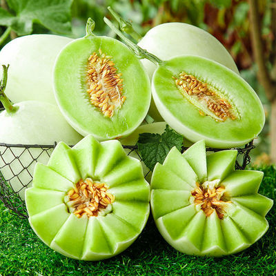 muskmelon Shandong fresh fruit Season Cantaloupe Muskmelon Full container 10 wholesale