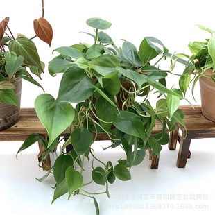 ���~�ٴ��~С�~�y�߸�ѩ�����S����^�~�G�}����Կ�ˮ���҃ȾGֲ