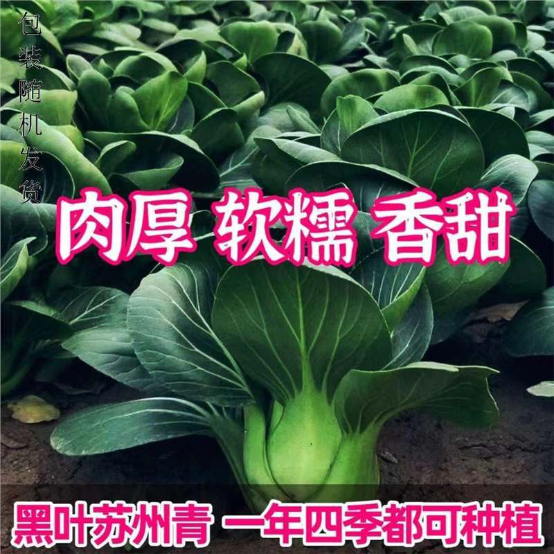 苏州青种子黑叶矮脚青梗菜黑大头上海青耐热耐寒肉厚香糯农家青菜