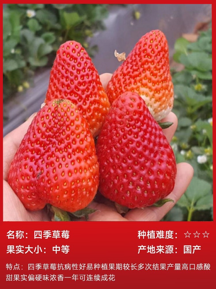 สตรอเบอร์รี่สี่ฤดู15ต้น (ห่อด้วยดิน) เพื่อส่งปุ๋ย