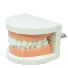 牙科树脂练习幼儿园口腔刷牙保健护理牙齿教学标准牙模型