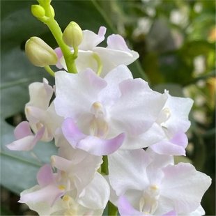 ����3�w��S��ƫ�h���⣩��ԭ���N�����m�����Ԏ��������滨�m��