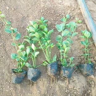 ���~��С�����  ���~��С��  ���~������  Ҏ��ȫ �Ԯa���N  ��