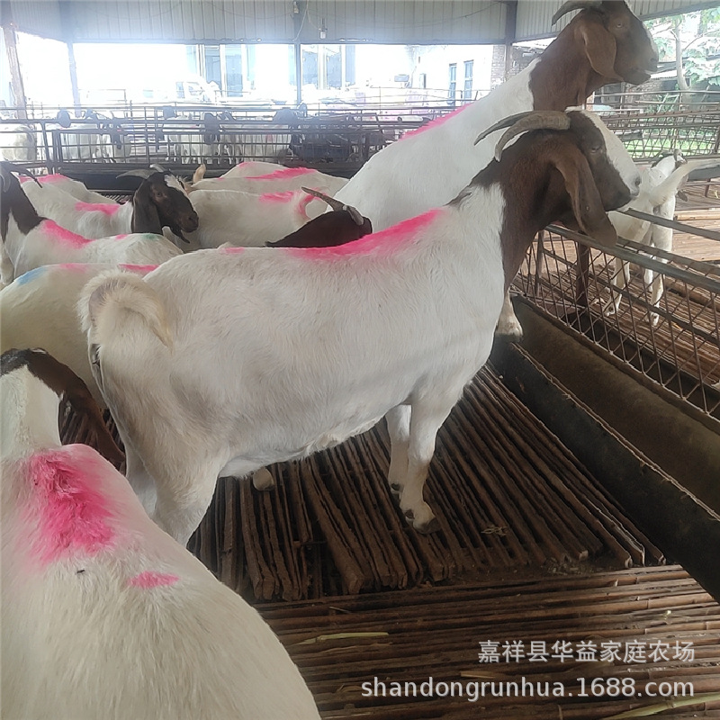 湖南湖北波尔山羊养殖场 波尔山羊羊羔孕羊价格