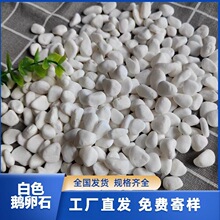 庭院白色鹅卵石铺路造景白石子水洗石盆栽铺面白石头白砾石厂家