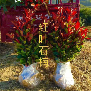 �t�~ʯ骘����ļ�����ͥԺ�e���G����ľ���Լt�_�e�h���羰�^