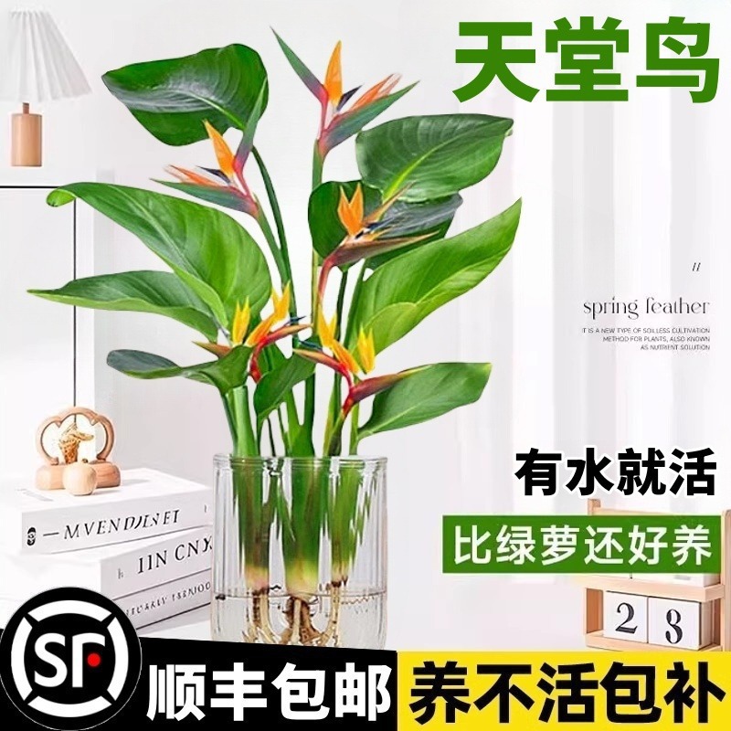 天堂鸟水培植物绿植盆栽花卉植物龟背竹四季常绿室内客厅无土水培