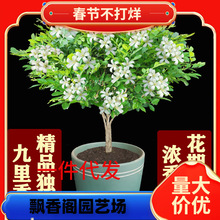 һ�����l�����㻨�����ļ������Ϙ������������B�_�������҃��̨