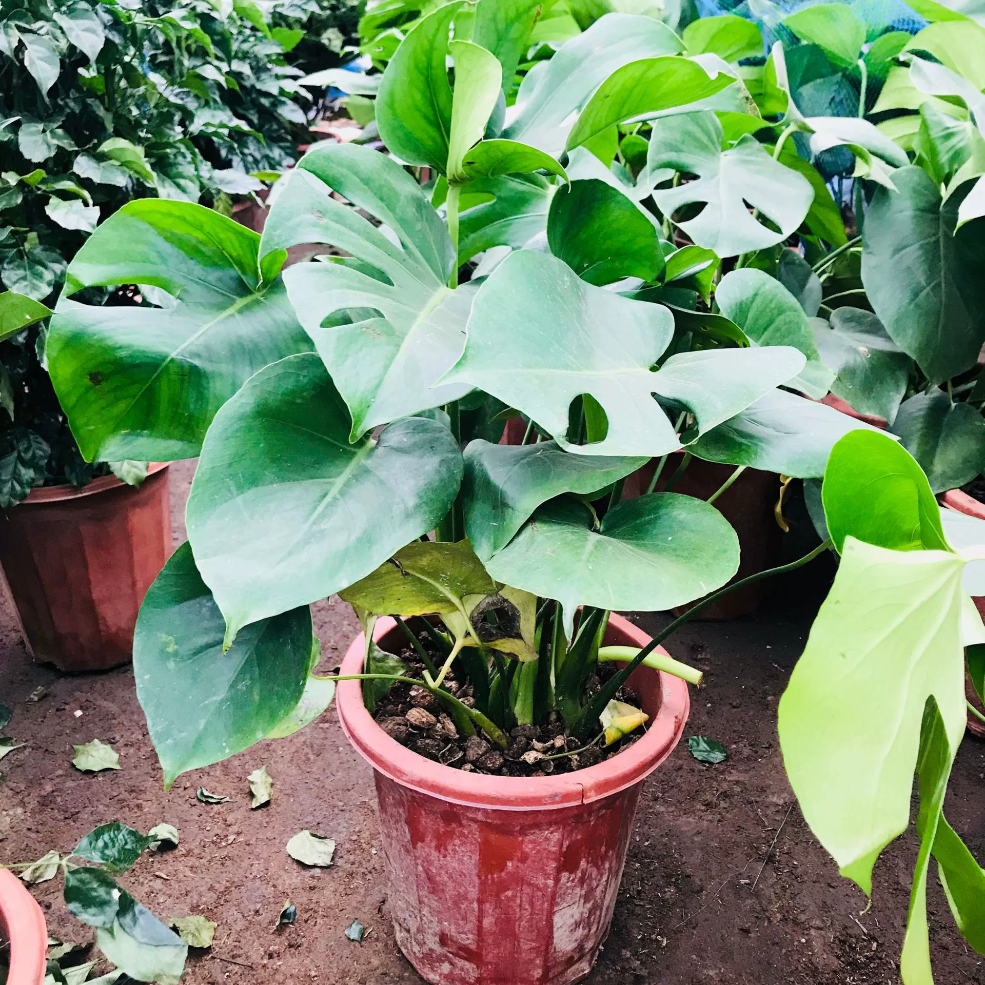 Бамбуковая черепаха на спине в горшке Скандинавский бонсай с открытой спиной Крупнолистные растения, впитывающие формальдегид Офисная гостиная в помещении Хороший бамбук на спине черепахи