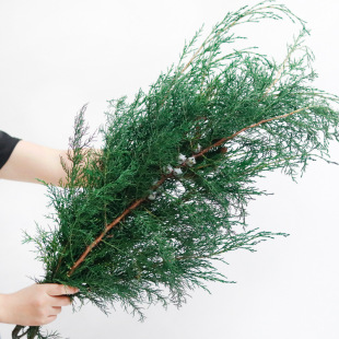 �ɰظɻ�������֦������Ů�}�Q��A�ر����֦���ϻ����b��r��