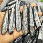 天然摩洛哥震旦角石化石古生物菊石动物化石原石标本摆件可做吊坠