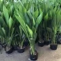 客厅植物盆栽空气绿植