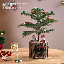 南洋杉北欧盆栽桌面网红圣诞树植物家居新年装饰净化空气耐寒绿植