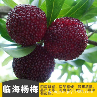 ��÷��������ڼ޽Ӗ|�����̿÷�������Ϸ������ش���箔��Y��