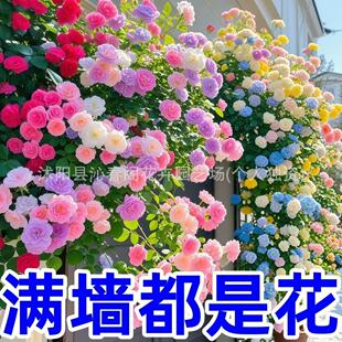 �����¼��Nޱ���N���Ӽt��õ�ļ����N�_������ֲ�ﻨͥԺ���ܷN��