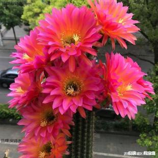 �_��������ë�����ʲݽ�~�w�����������Դ�Ʒ�N������