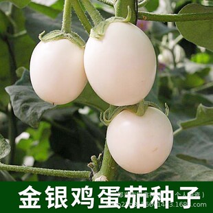 ���y�u�����ӷN�Ӱ׈A�ѹϹ�ԭ�b�ļ��߲˲����l�߮a�߮a���ӷN��