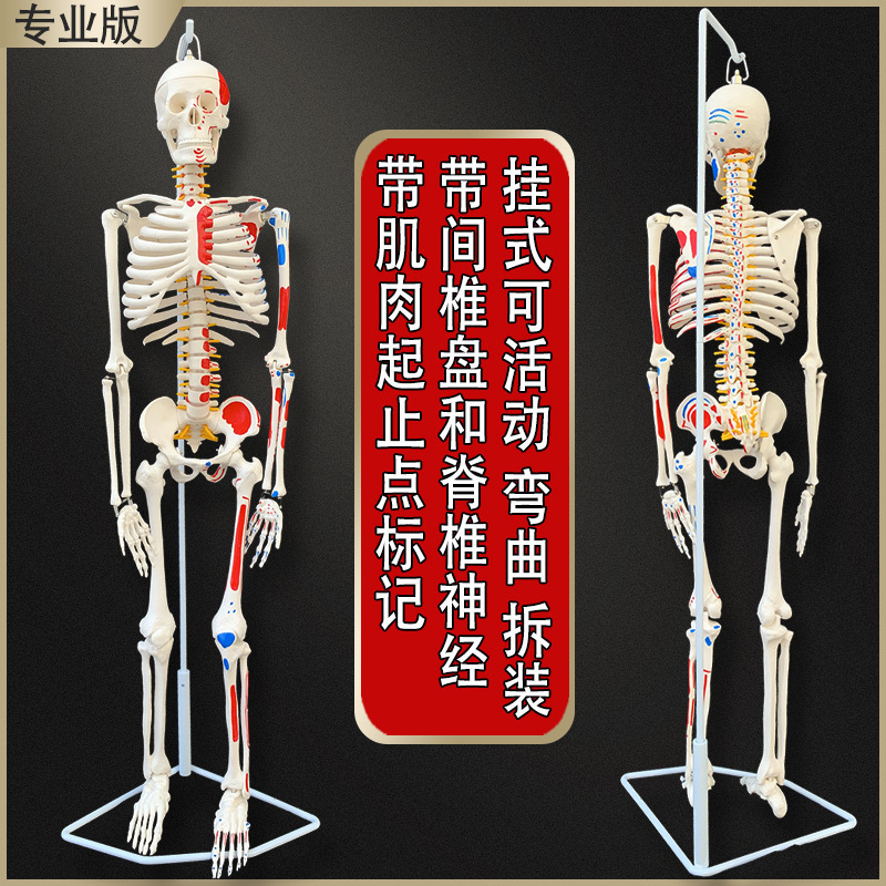 。 Human Skeleton Model Skeleton Whole Body Bones Small White Skeleton Yoga Mini Teaching Model Anatomy Detachable
