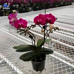 ���Ƅ�䓰�W�紲 ��\�W�������ല ����ֲ�����繤��̨