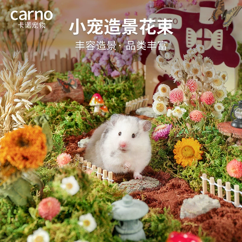 Кано домашнее животное клетка для хомяка украшение дикий ландшафтный дизайн сушеный букет золотой медведь закуски летние дезодорирующие принадлежности для ландшафтного дизайна