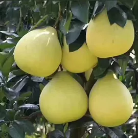 USB风扇;香薰机;加湿器