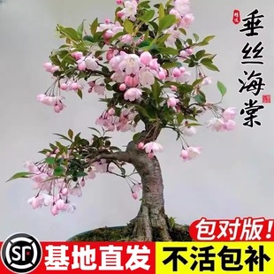 ���z���Ļ������҃��̨�Ϙ����绨���ļ��_����ͥԺ���B�ͺ�ֲ��