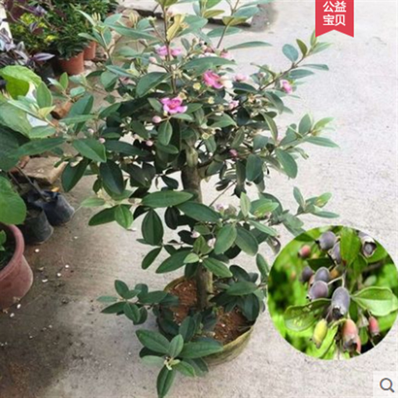 Fruit Tree Seedlings, Fruit Tree Saplings, Mountain Hawthorn Seedlings, Black Hawthorn Seedlings, Myrtle Seedlings, Potted Hawthorn Seedlings