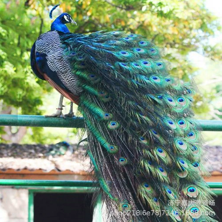 Цена на Саженцы павлина В каком месте продавать павлина Туристические достопримечательности Откройте экран Разведение павлина