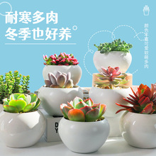 熊童子白熊熊掌多肉植物稀有品种肉肉大颗贵货老桩盆栽清棚包邮 阿里巴巴找货神器