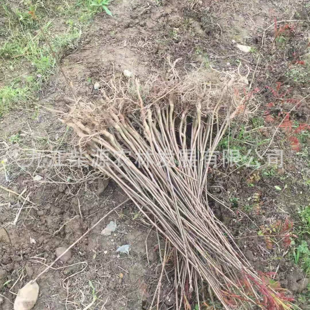 [Оптовая продажа с базы] Кластер феллодендрона 35cm Саженцы феллодендрона Феллодендрон 2cm Феллодендрон 3cm