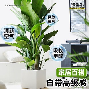 �����B�͏d�Gֲ�����҃ȴ��;Gֲ�k���Ҵ��~ֲ�ﻨ���Q���m����ȩ