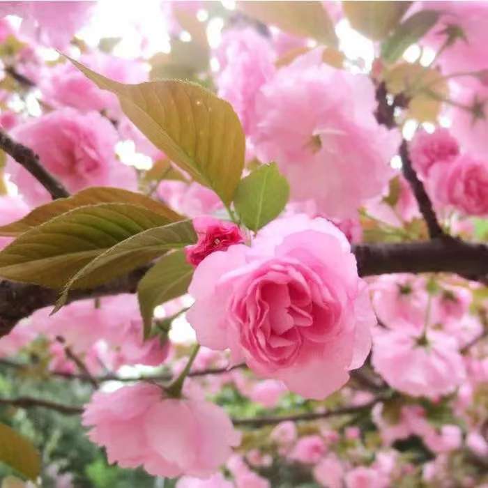 樱花树苗日本晚樱南方北方种植盆栽地栽四季栽植开花庭院花木树苗