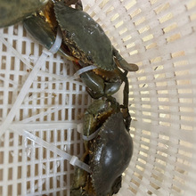 螃蟹蝤蛑捆绑扎带鲜活海蟹海鲜水产洞头鲜活大螃蟹水产品青蟹扎带