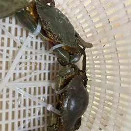 水产干货类;紫菜;海藻类