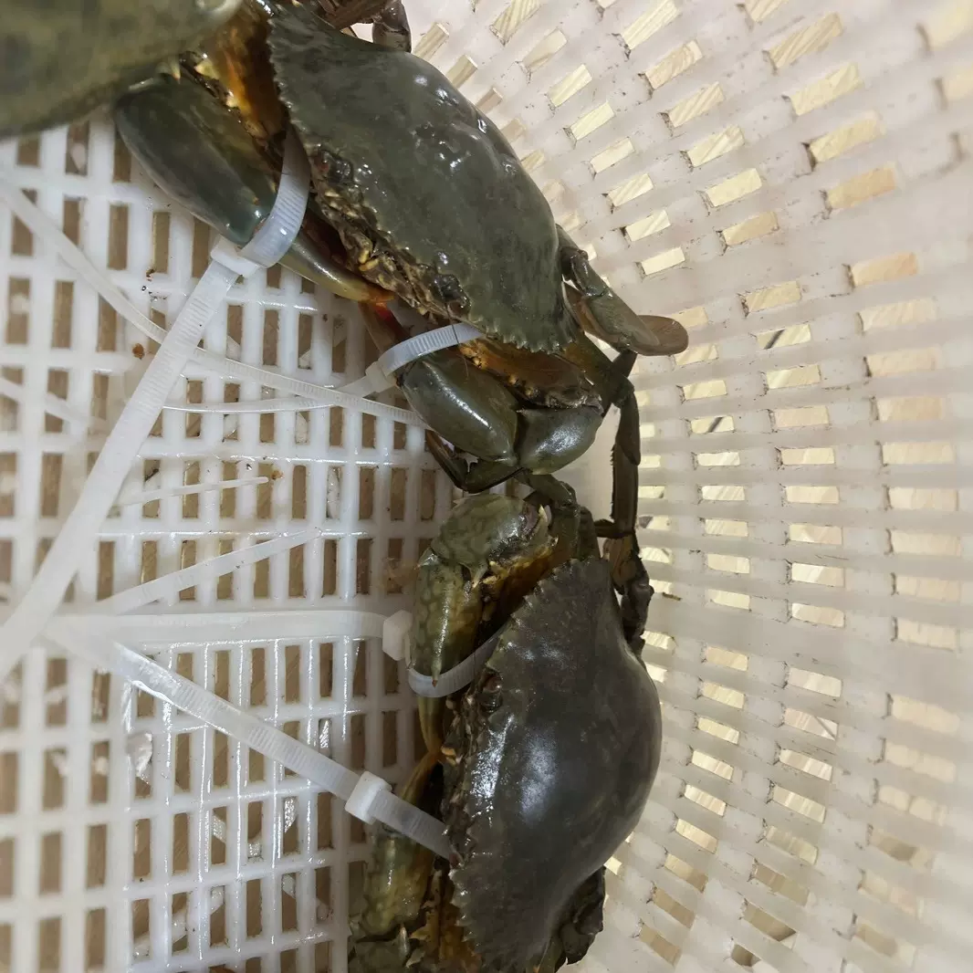 螃蟹蝤蛑捆绑扎带鲜活海蟹海鲜水产洞头鲜活大螃蟹水产品青蟹扎带