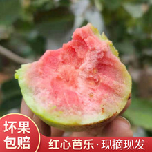 紅番石榴 紅番石榴批發 促銷價格 產地貨源 阿里巴巴