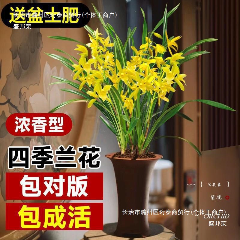 兰花盆栽带花苞发货名贵花卉植物香兰草苗四季开花绿植香兰草其他